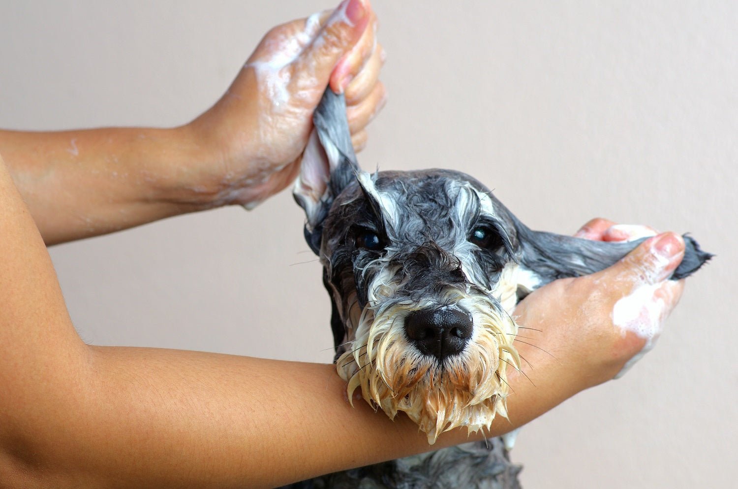 The Health Benefits of Grooming Your Dog Regularly - PFWH.COM