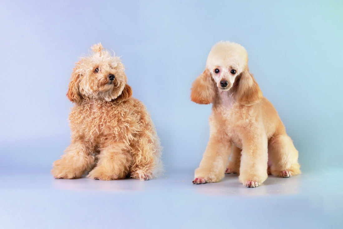 An Overview of Washing a Poodle with a K9 Dryer - PFWH.COM