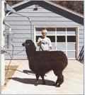 Groom Boom - PFWH.COM